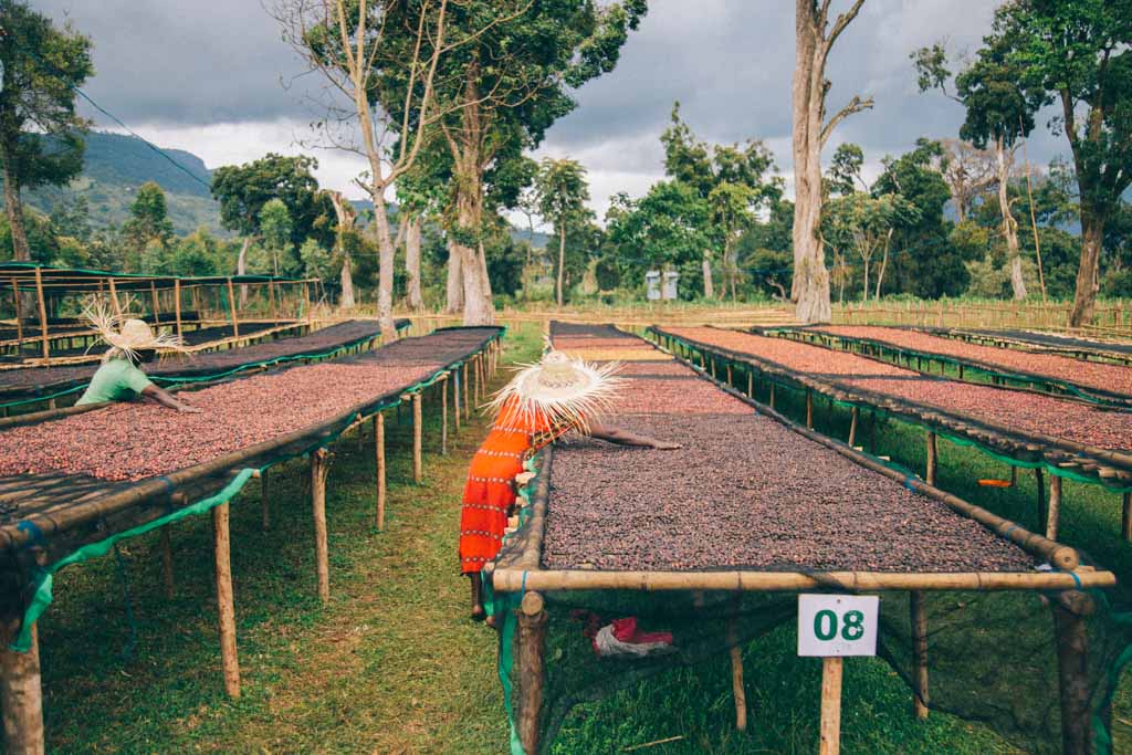 Kawa Ziarnista Specialty - Explorer Espresso – Etiopia, Guji
