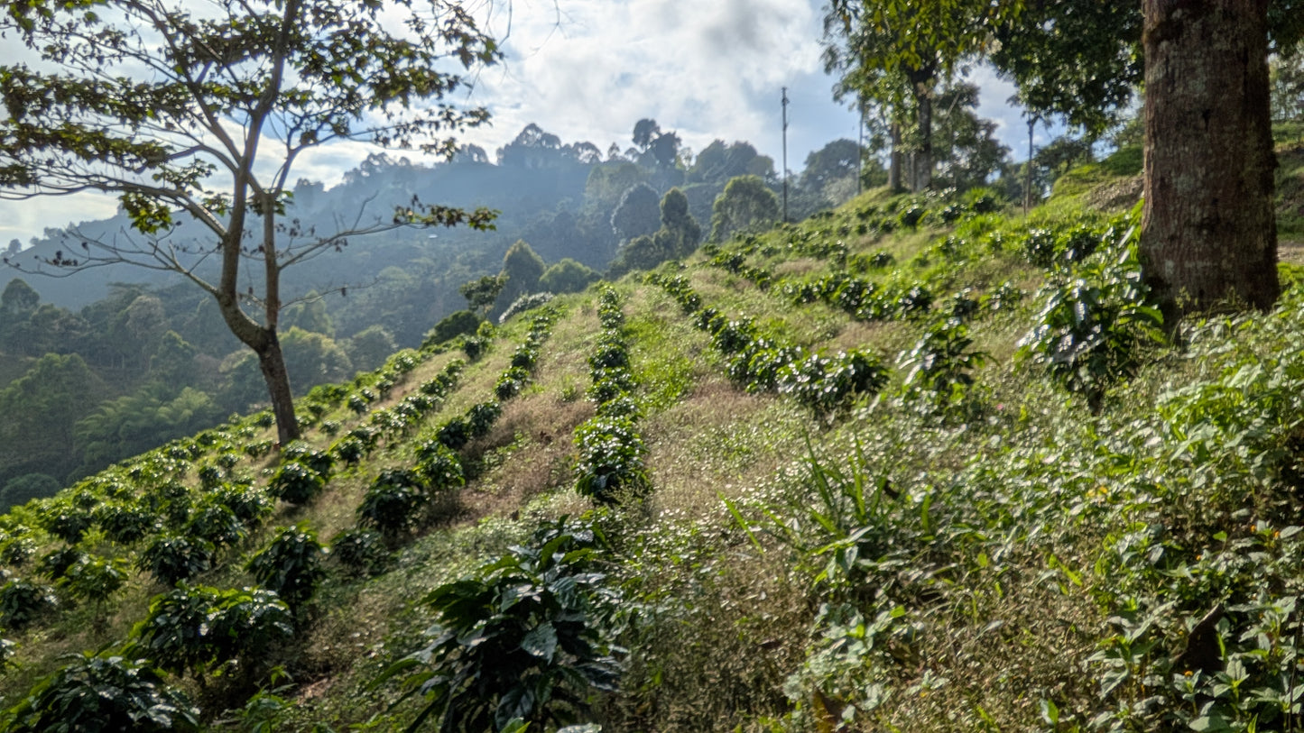 Kawa Ziarnista Specialty - Kolumbia Nº14, Finca El Faldon, Washed