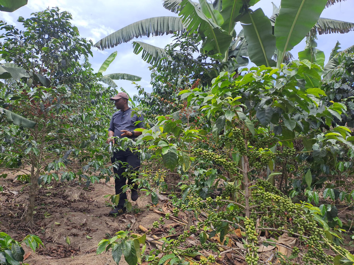 Kawa Ziarnista Specialty - Fruity Filter Blend – Etiopia & Rwanda