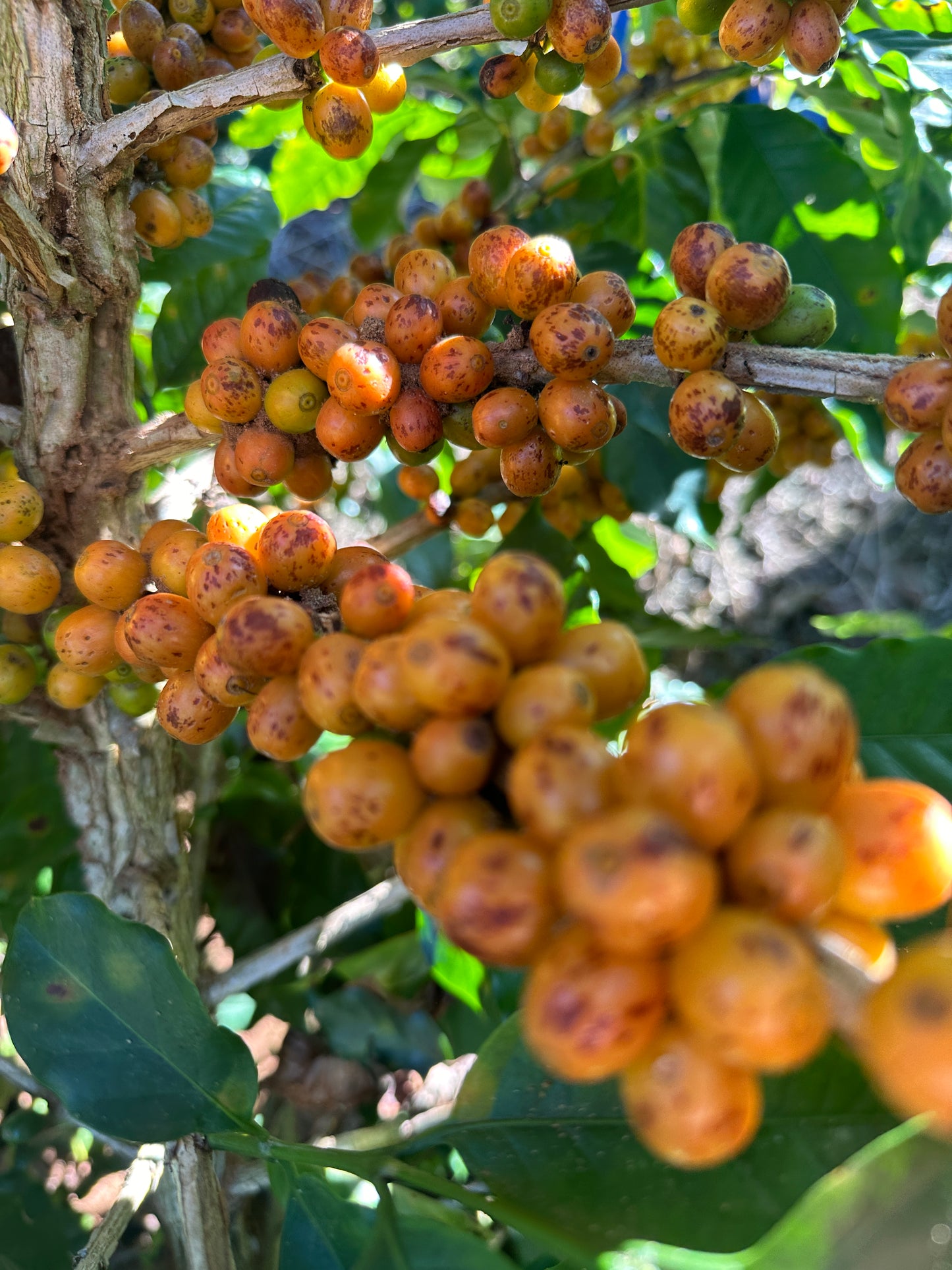 Kawa Ziarnista Specialty - Cup of Joe Espresso – Brazylia, Fazenda Sertaozinho