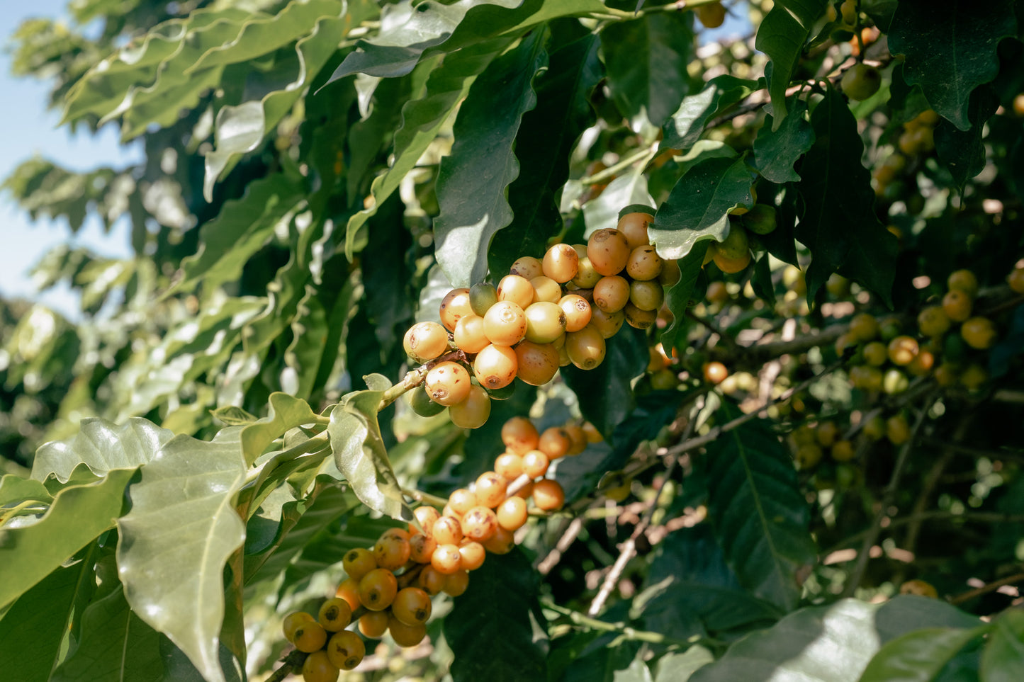 Zestaw kawy ziarnistej 3kg Cup of Joe Espresso – Brazylia, Fazenda Santa Ines