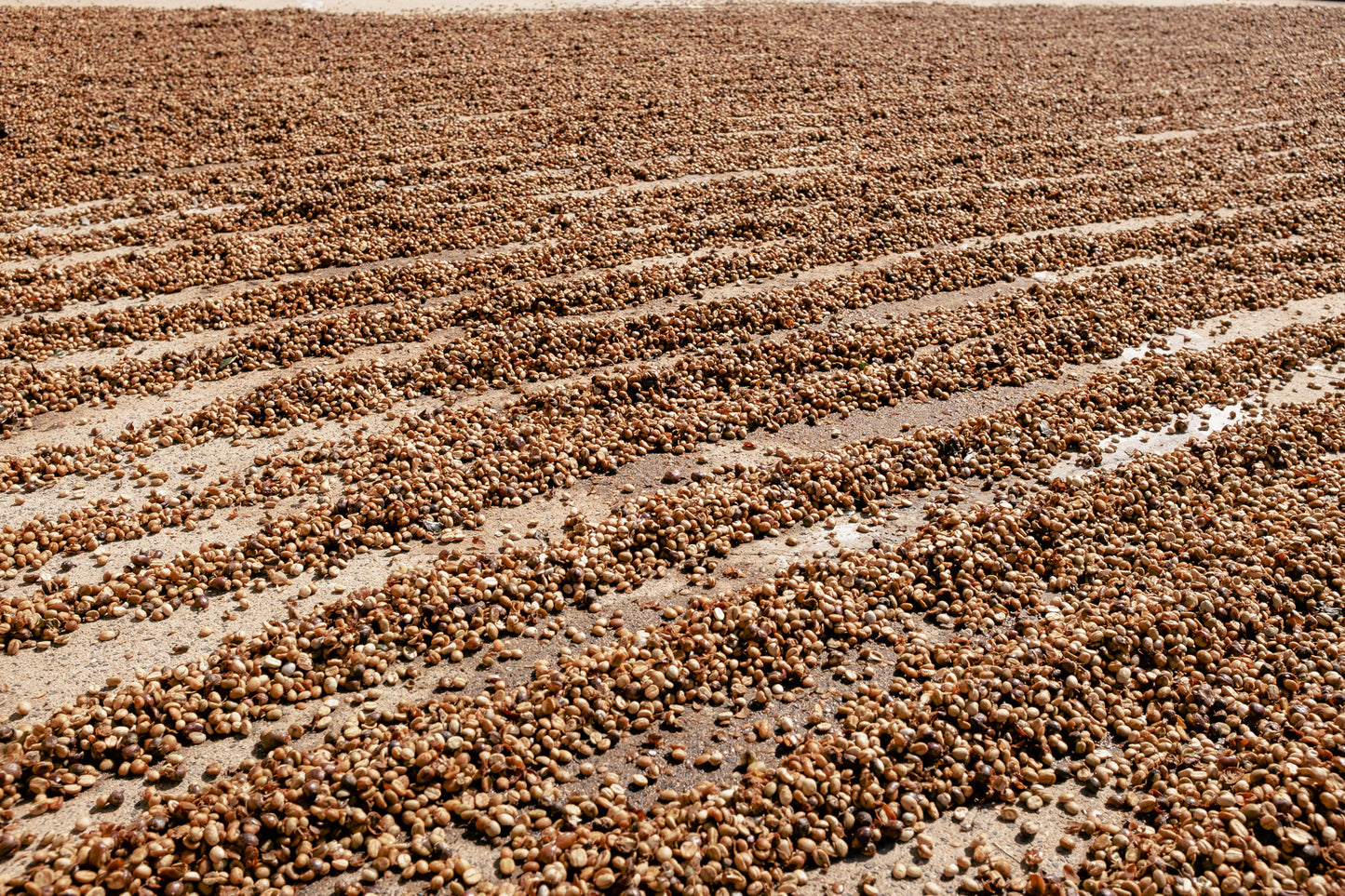 Zestaw kawy ziarnistej 3kg Cup of Joe Espresso – Brazylia, Fazenda Santa Ines