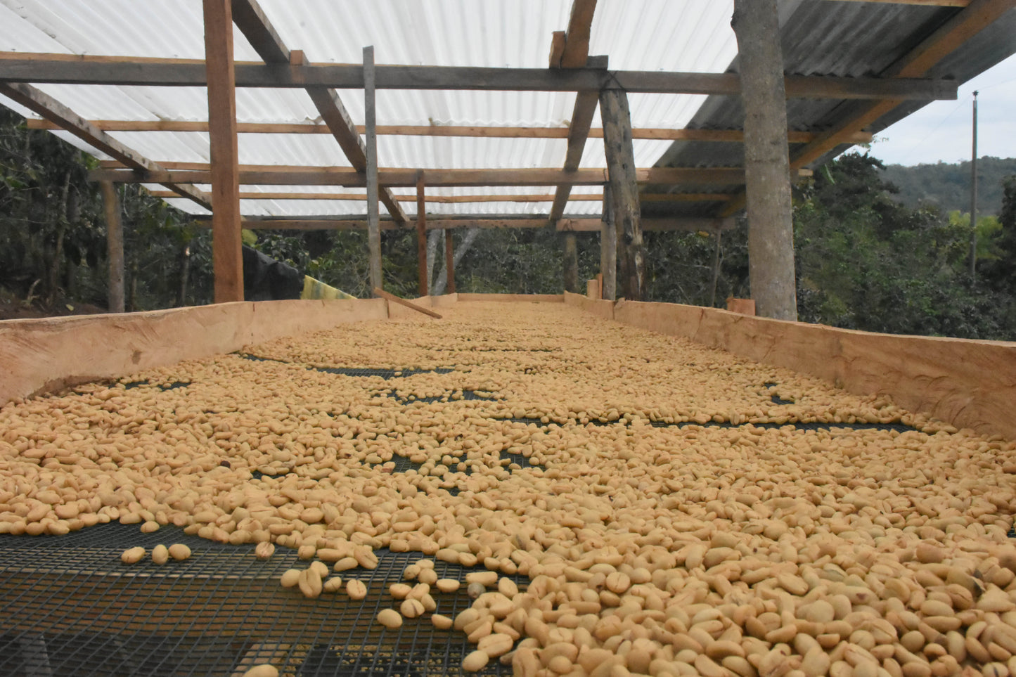 Kawa Ziarnista Specialty - Nutty Filter Blend – Brazylia & Peru