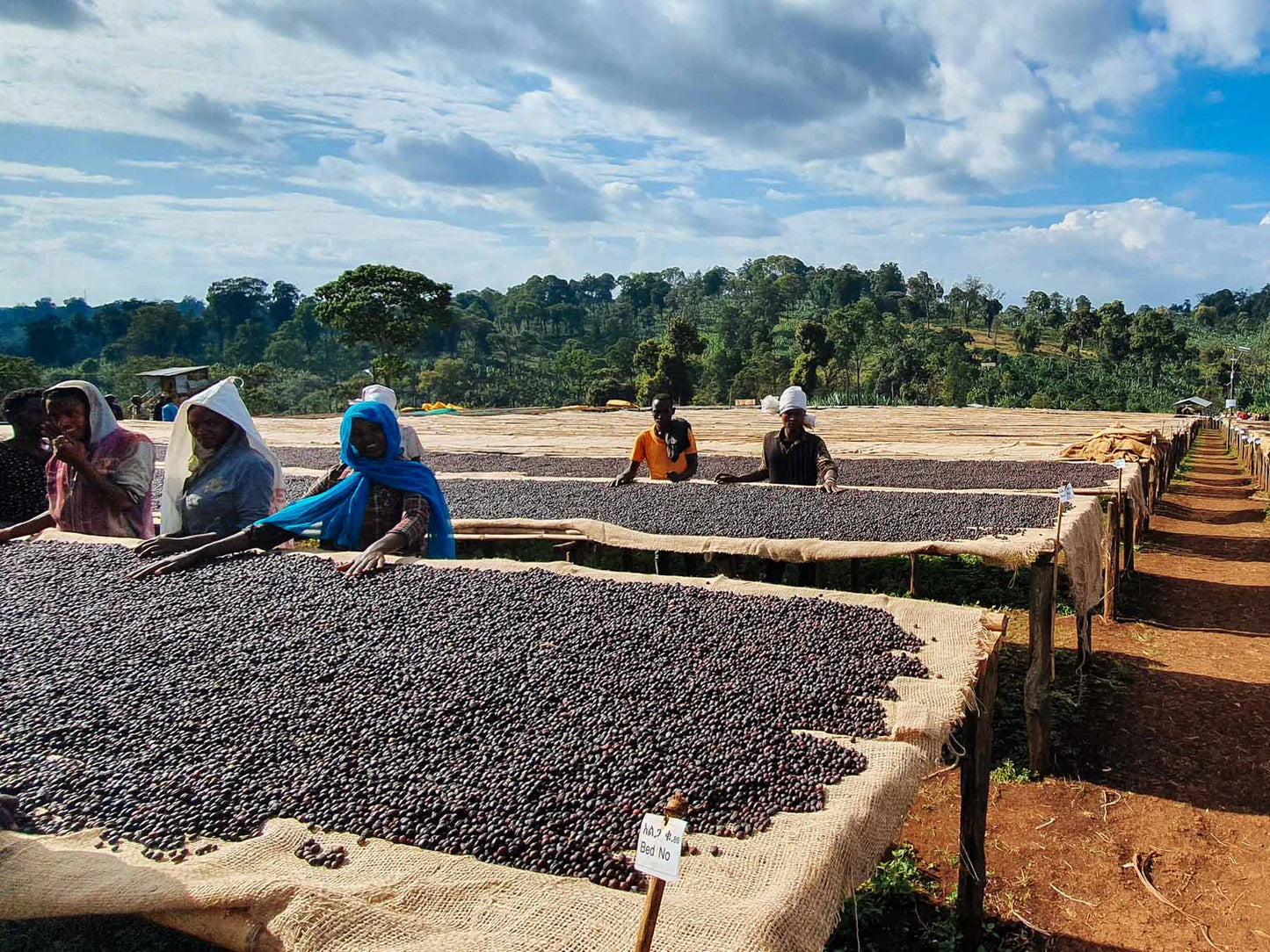 Kawa Ziarnista Specialty - Explorer Espresso – Etiopia, Guji