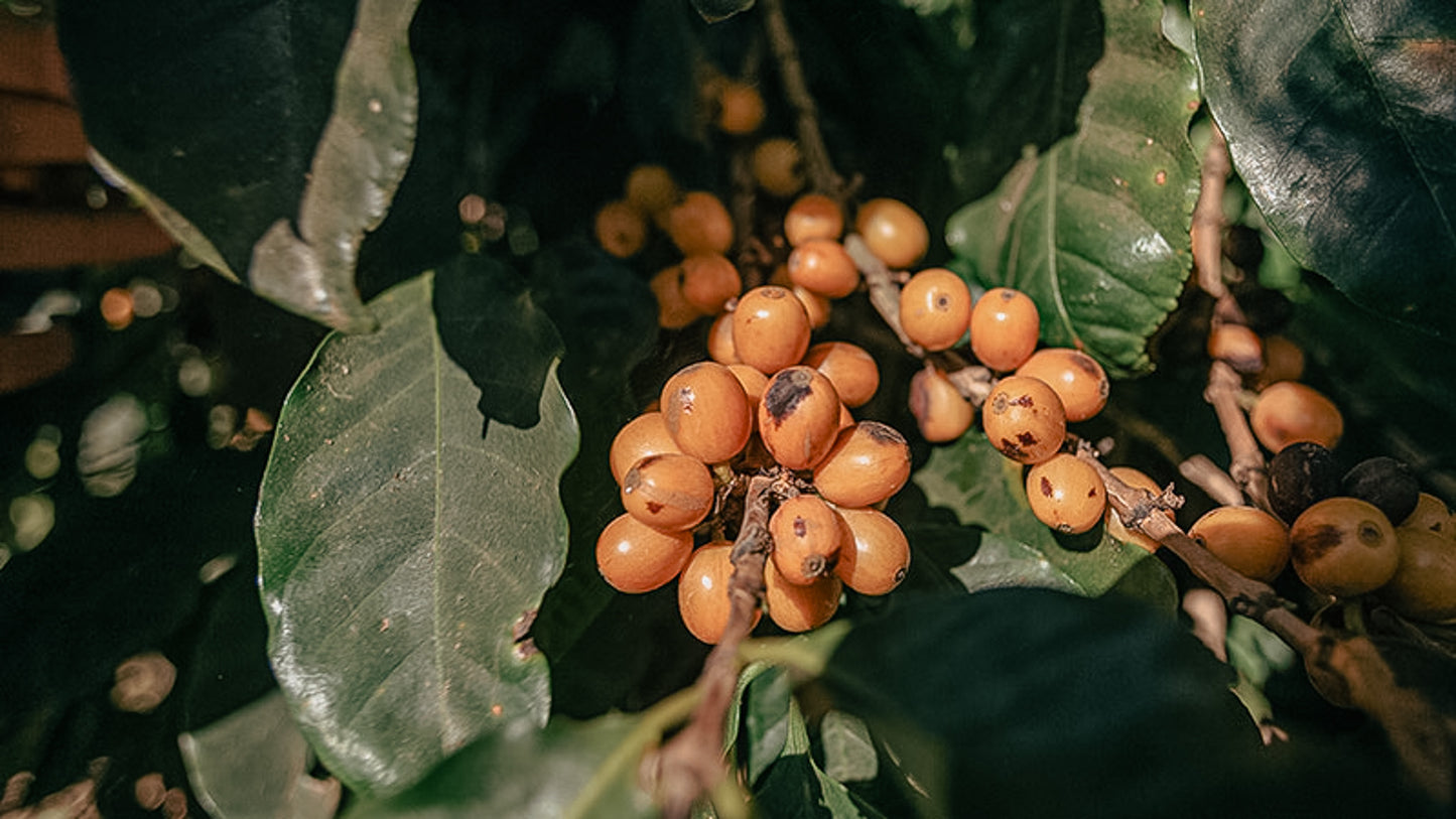 Kawa Ziarnista Specialty - Nutty Filter Blend – Brazylia & Peru