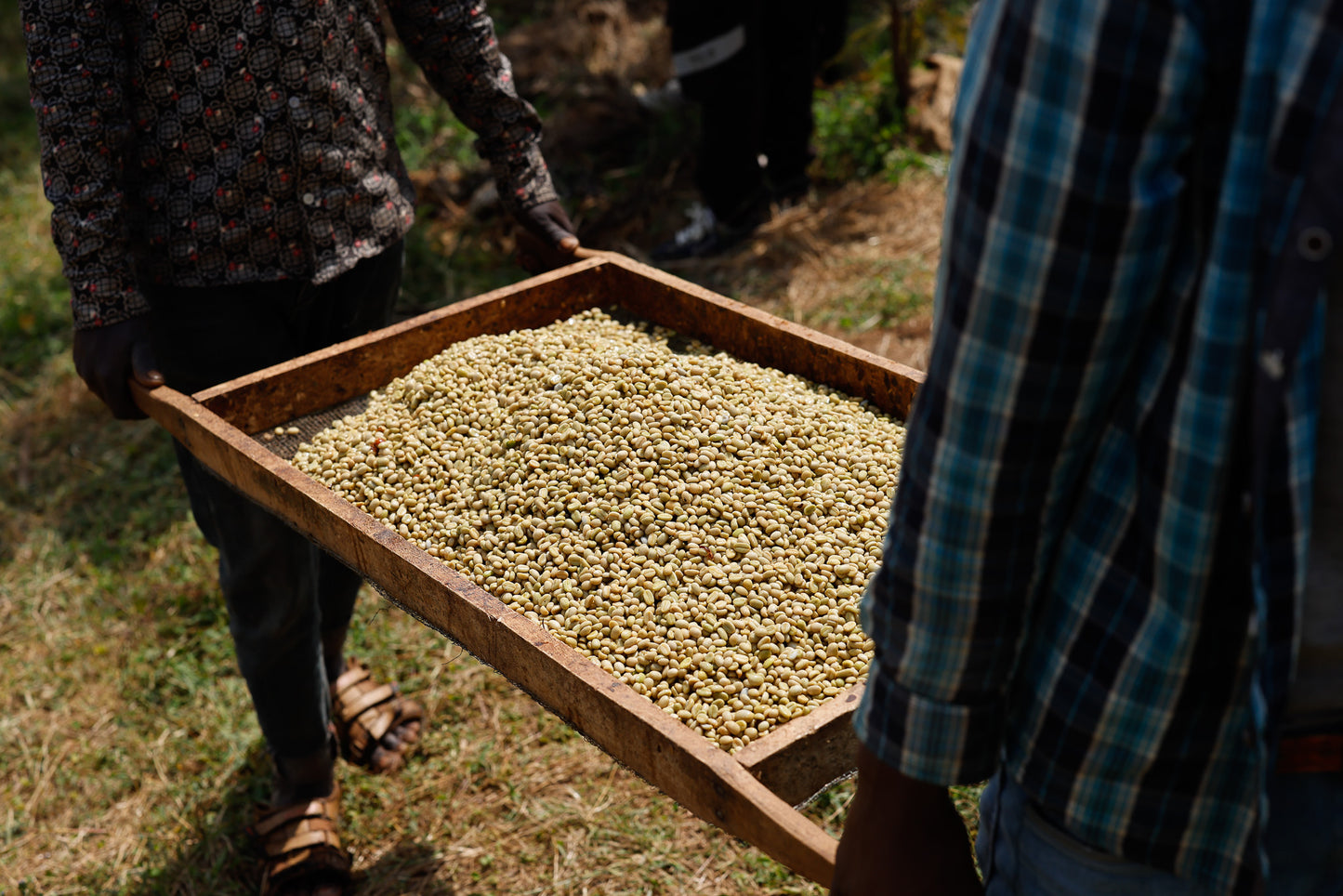 Kawa Ziarnista Specialty - Etiopia Nº13, Buncho, Washed