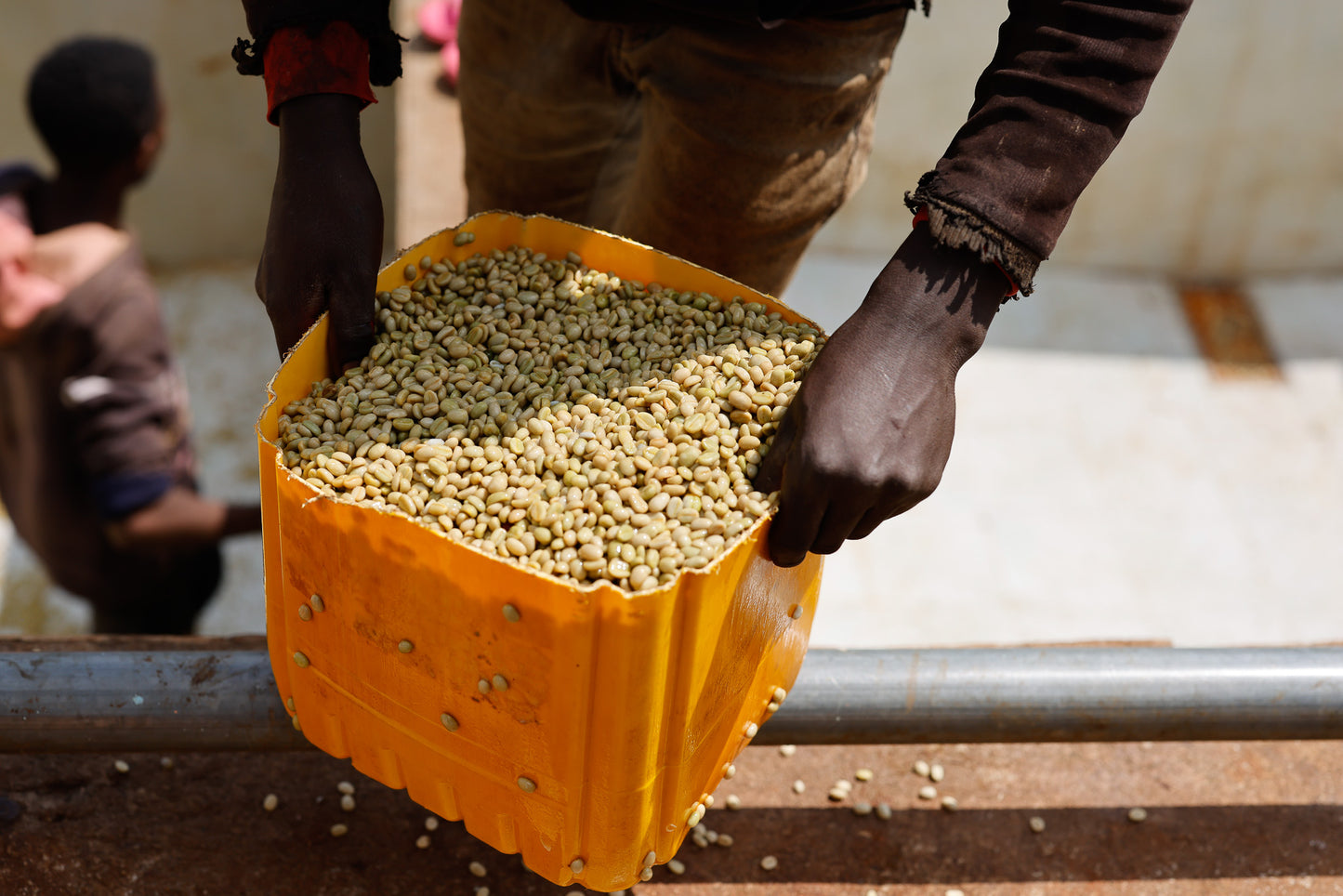 Kawa Ziarnista Specialty - Etiopia Nº13, Buncho, Washed