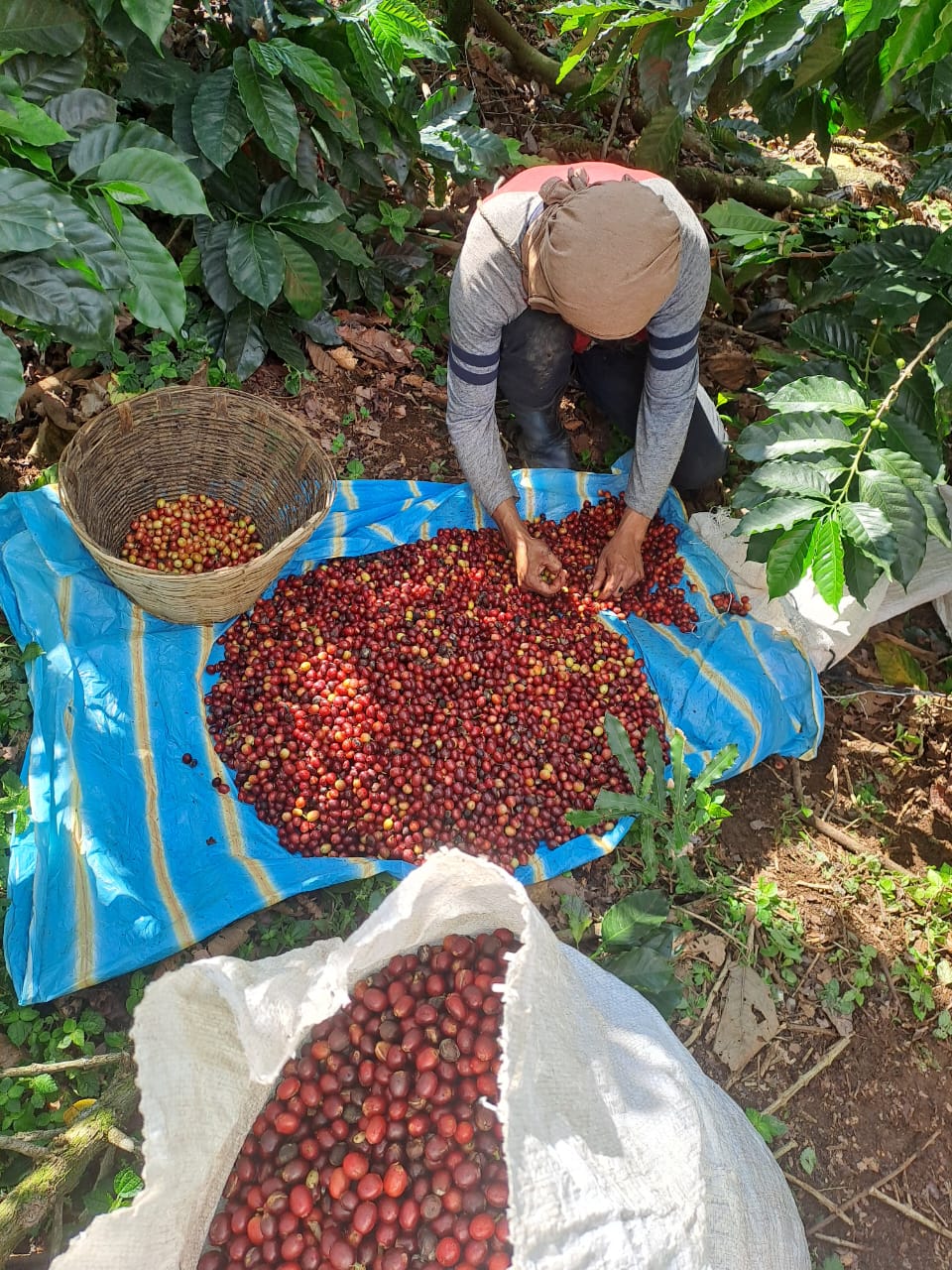 Kawa Ziarnista Specialty - FUERTE Meksyk – Finca Guadalupe Zaju, Washed