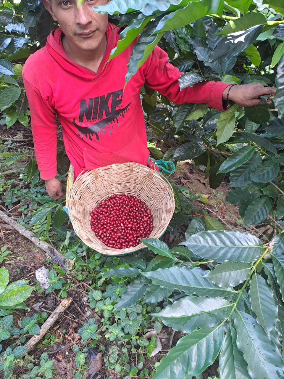 Kawa Ziarnista Specialty - FUERTE Meksyk – Finca Guadalupe Zaju, Washed