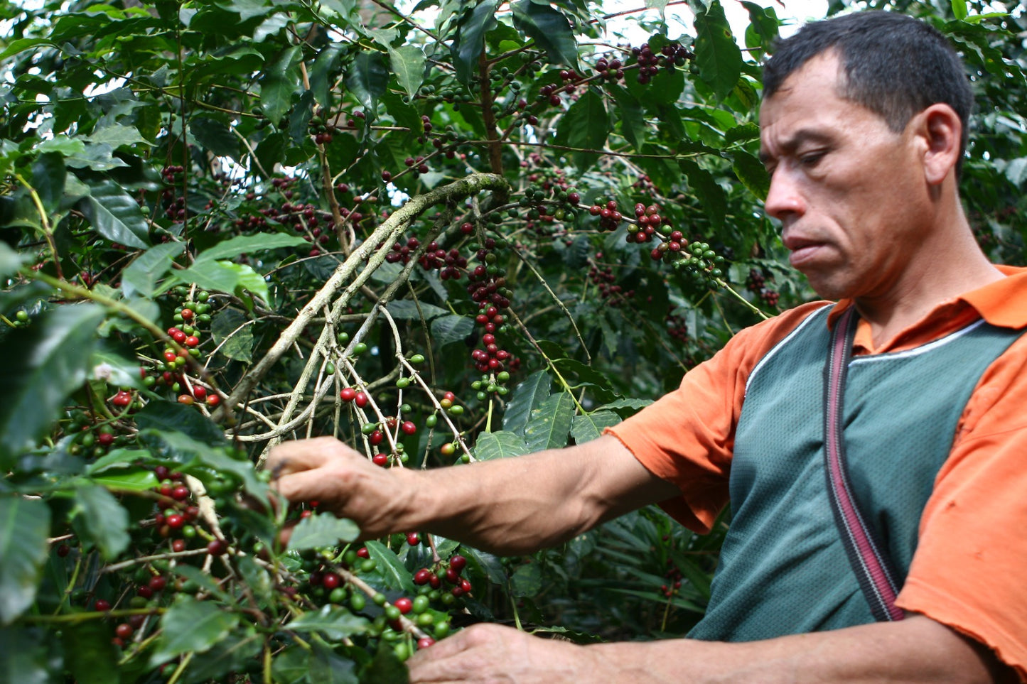 Kawa Ziarnista Specialty - Player Espresso – Salwador, El Borbollon