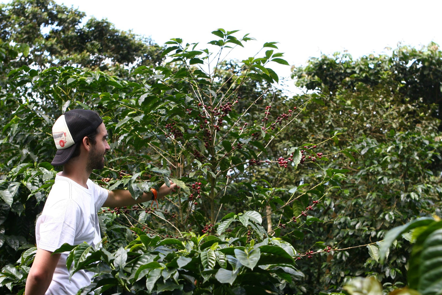 Kawa Ziarnista Specialty - Player Espresso – Salwador, El Borbollon